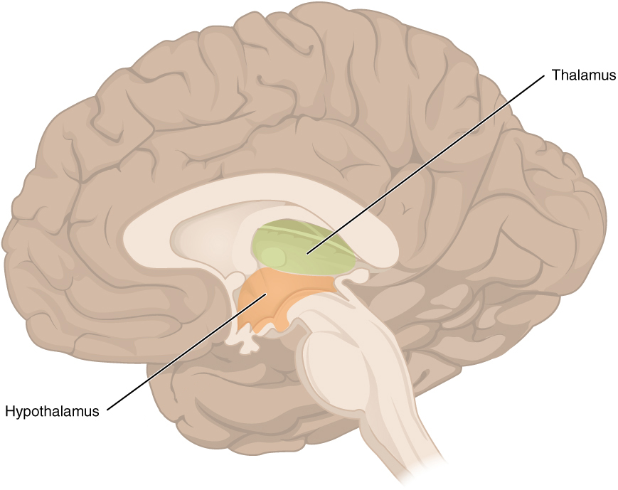 hipotalamusz és talamusz helye az agyban